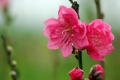6 cách chụp hoa đẹp ngày Tết
